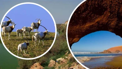 Souss Massa National Park