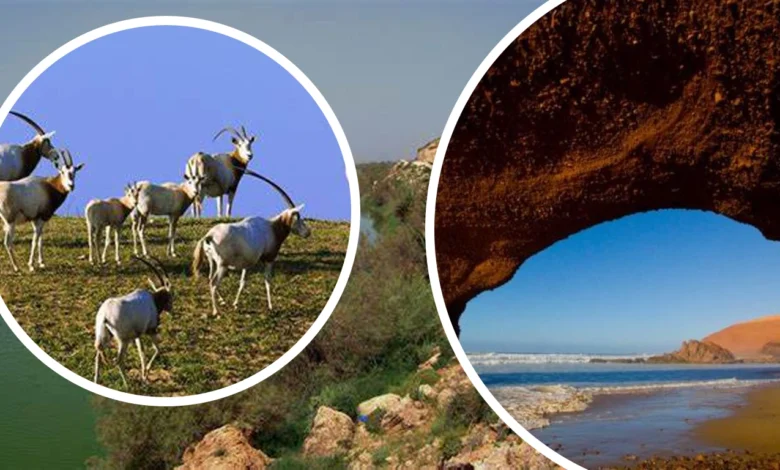 اكتشاف جمال منتزه سوس ماسة الوطني: ملاذ الطيور والطبيعة 1 Souss Massa National Park