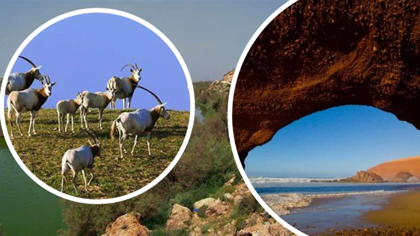 Souss Massa National Park